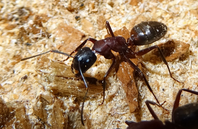 formiche: Camponotus ligniperda